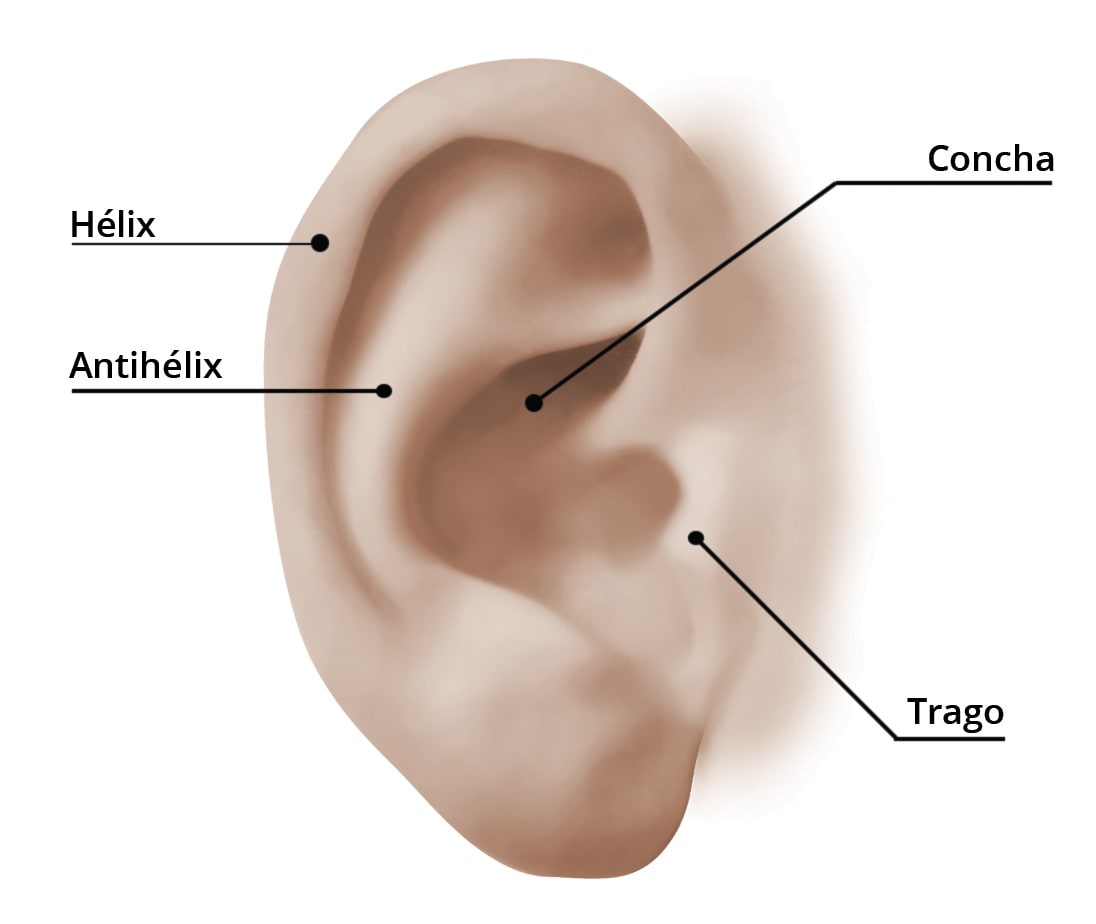 partes de la oreja